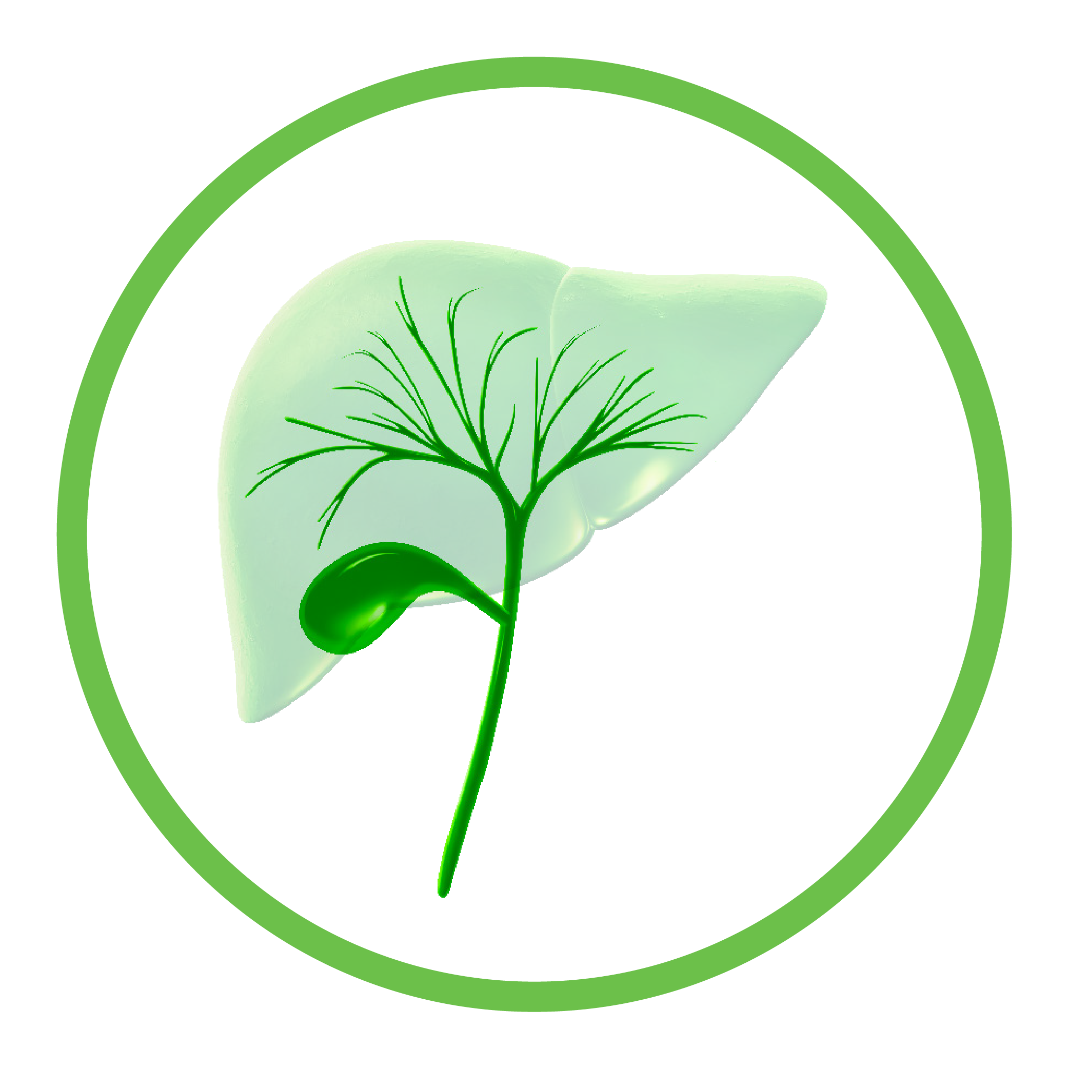 Grafische Darstellung der Leber mit Indikation BTC