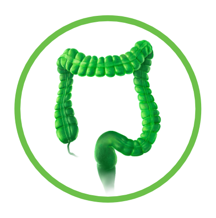 Grafische Darstellung des Halsbereichs Indikation HNSCC